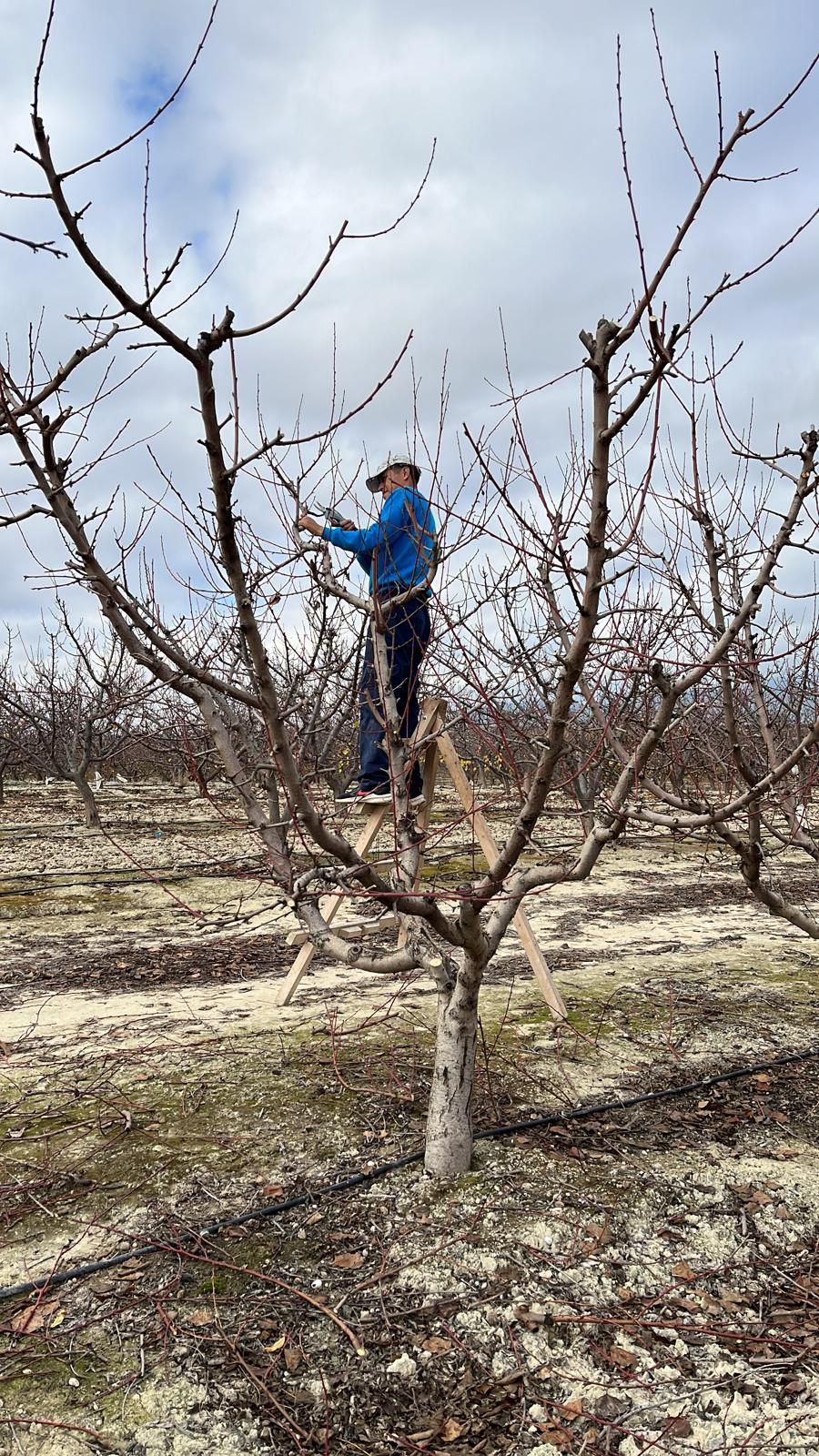 Mantenimiento de árboles